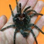 Exotica-えきぞちか-