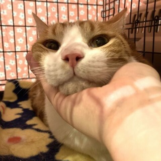 しゃーねこ家のblog