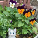 きゅきゅぐまのいちにち。