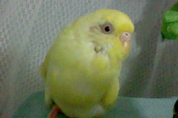 琥珀蘭柚子blogインコの秘密基地２ かっこいい鳥の条件話
