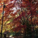 『安行紅葉巡り　－弁財天・興禅院－』の画像