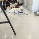 『保護犬が保護犬カフェにやってきた』の画像
