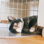 はじめてのうさぎ