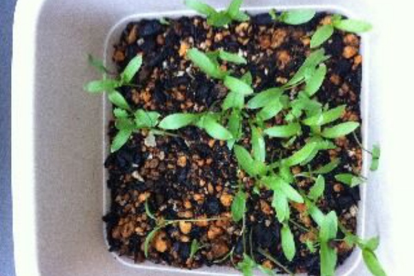 カビ種から出た芽 べランダのあさがお日記