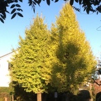 介護離職からのおひとり様快適生活