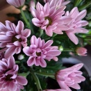 お盆用の花のご予約承ります