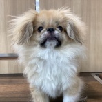 ペットショップワンラブ フレスポ御所野店のスタッフブログ