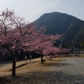 河津桜見てきました