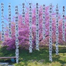 吉津の川津桜満開近し