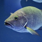 川魚で生で食えるのって鮎だけだぞ？よくヤマメの刺身とか食うな