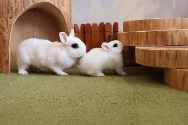 うのくらし ドワーフホト