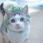 ツンギレ猫の日常-Number40（旧）