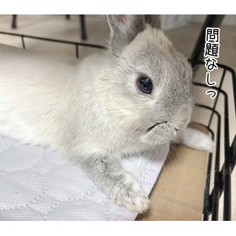 うさぎのルリ(3/13追記)