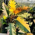 Annual Vs Perennial