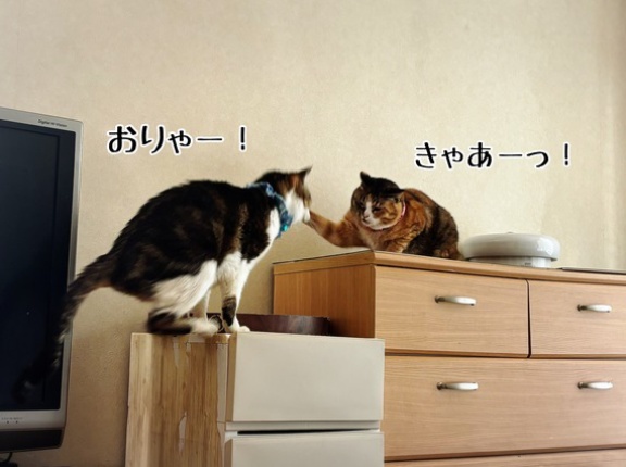 ヴェルデモード凛さん。