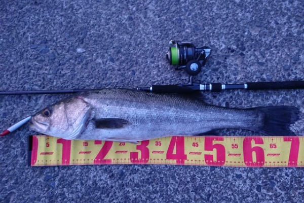 電柱オヤジの気まぐれ釣りブログ シーバス