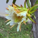 ドラゴンフルーツの花きれい、でも果実は？