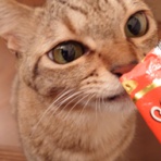 我が家の猫にゃんず