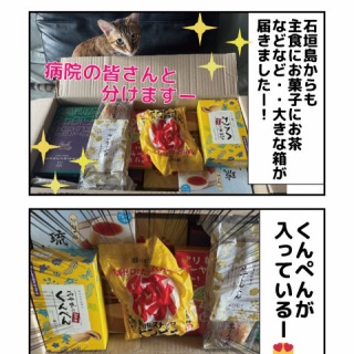 しゃーねこ家のblog