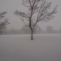 2019年１月27日　木の殿堂　大雪♪