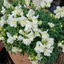 キンギョソウ・柚子の収穫