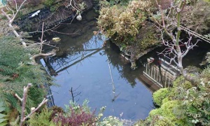 一晩で池の金魚がほぼ全消滅する被害…犯人は