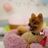 『チョビ君のお誕生会』の画像