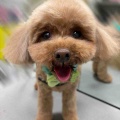 タイニープードルのむさしくんです♡