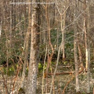 【日々の暮らし】いつの間にか春の気配を追いかける散歩道♪