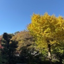 鎌倉・葛原岡・大仏ハイキングコースから由比ガ浜へ（カモシカ山行）