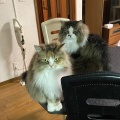テンション爆上がりのふたり