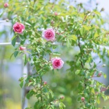 『いつも見られている』の画像