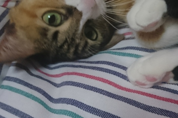 飼い主不在中 勝手に捨てられた5匹の猫達を 探しています