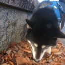 焼き芋２５０円