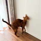 クネクネ甘えん坊ひめちゃん