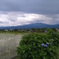 梅雨の情緒