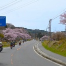 高頭の桜イイネ！