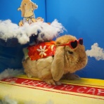 うさぎのWONDERLANDグルーミングフォト
