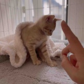 ※猫のことしか書いてません。リンちゃんが『ねこちゃんホンポ』に掲載と、リンちゃん誕生日