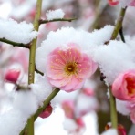 　日経225先物のﾁｬｰﾄを見極めて簡単に勝てる方法 　 　開始1時間が勝負！