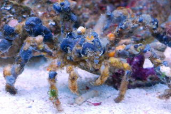 海水魚 熱帯魚 カニ エビ 海藻