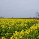 絶景を求めて出向きましたが？