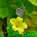 ゴーヤの花にヤマトシジミが止まる。