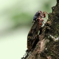 昆虫観察の夏