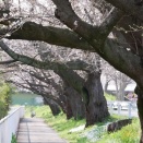 scorso fine settimana, circa metà  in fiore.