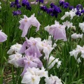 亀山公園の菖蒲まつり　満足度100%