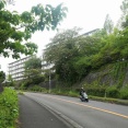 高槻の街かどで、今年もネムノキの花が咲いてる　2026年
