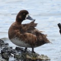 2026年6月4日の野鳥公園