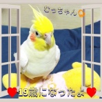 PBFDそらちゃんと☆あむしろインコ日記☆