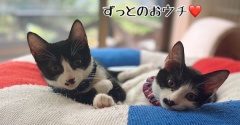 栄冠、栄華ちゃんのずっとのおウチ